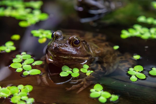 Eat the frog